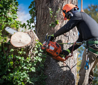 Top Trends For Tree Removal Businesses in 2024