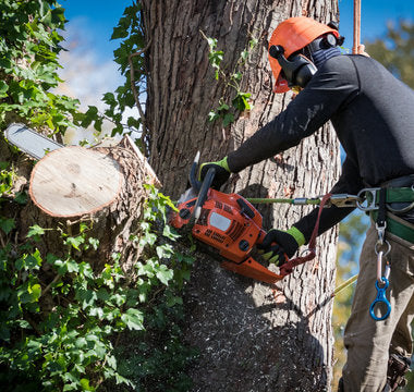 Top Trends For Tree Removal Businesses in 2024